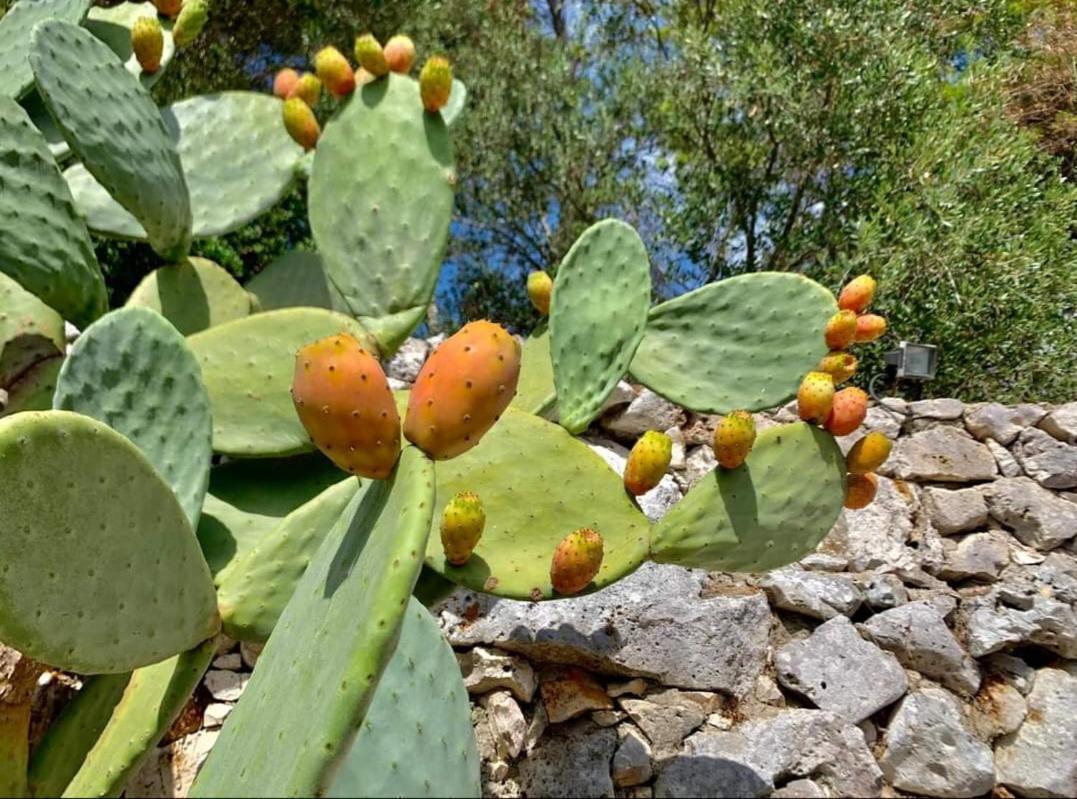 Baia Di Gallipoli Trullo Dimora Di Pietra Gallipoli מראה חיצוני תמונה